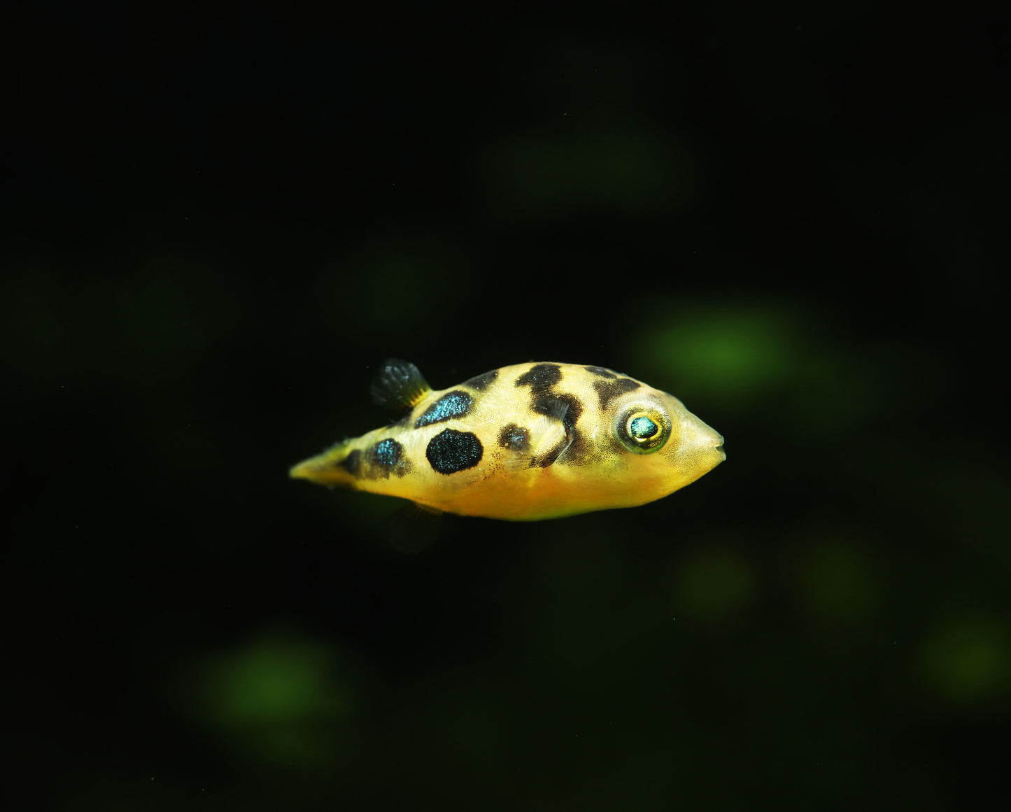 Pea Puffer