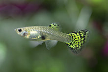 Green Cobra Guppy Female