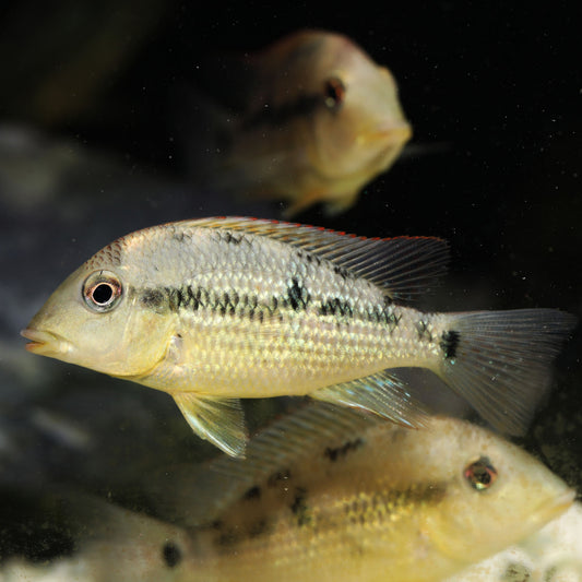 Gold Dust Geophagus-S Locally Bred