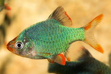 Green Tiger Barb-L