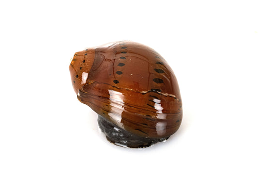 Tiger Nerite Snail