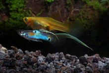 Japanese Blue Swordtail Guppy- MALE