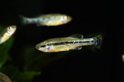 Trout Goodeid
