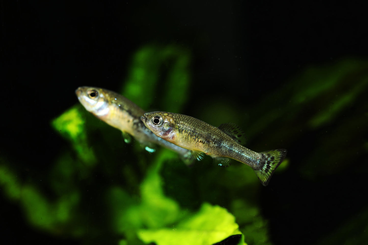 Trout Goodeid