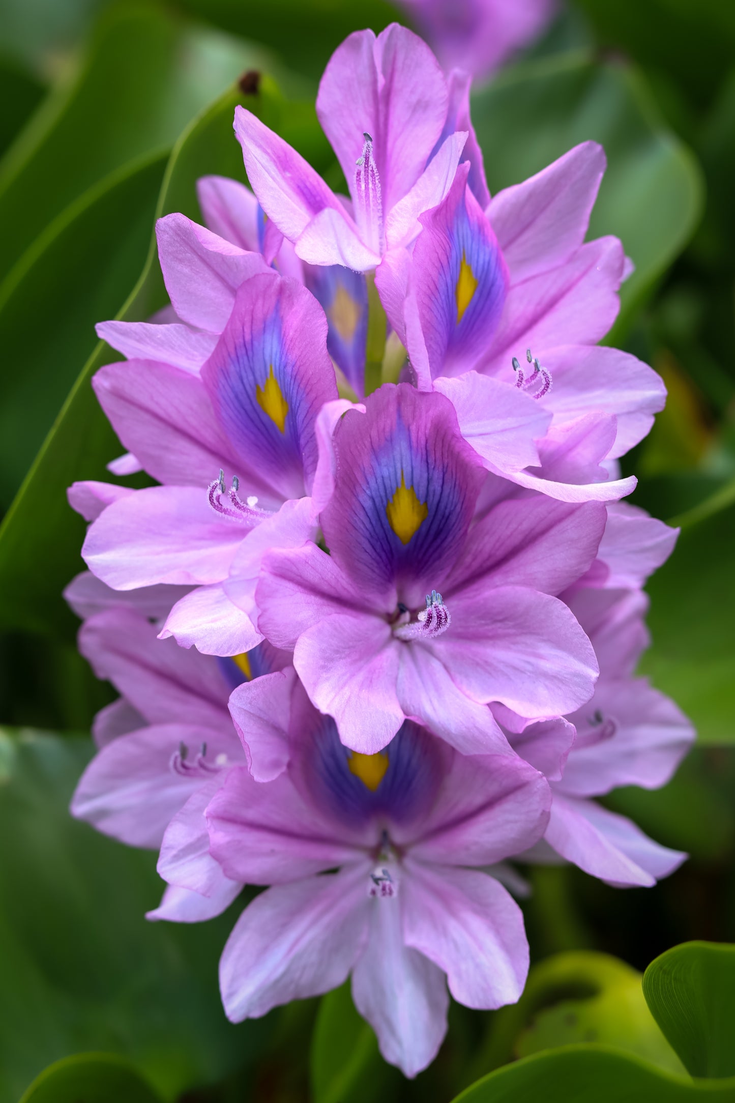 Water Hyacinth