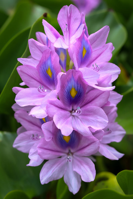 Water Hyacinth