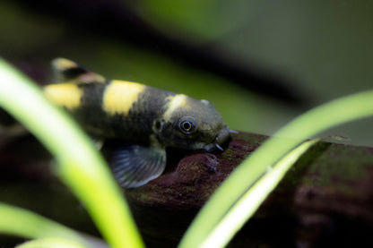 Panda Garra-S