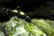 Panda Garra-S