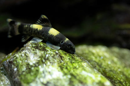 Panda Garra-S