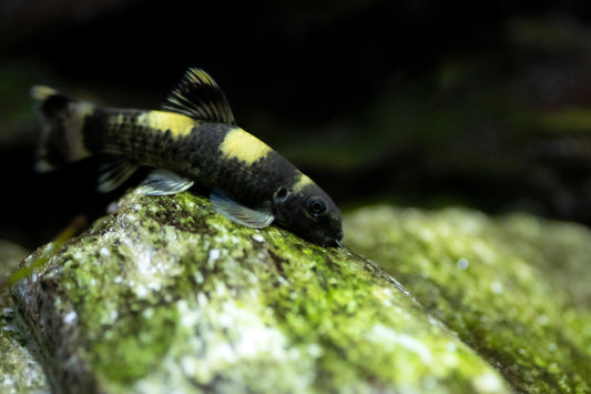 Panda Garra-S