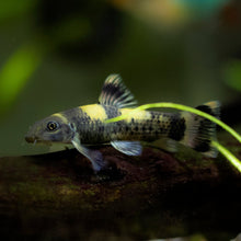 Panda Garra-S