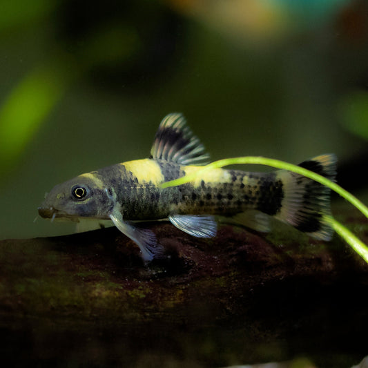 Panda Garra-S