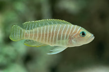 Similis Shell Dweller