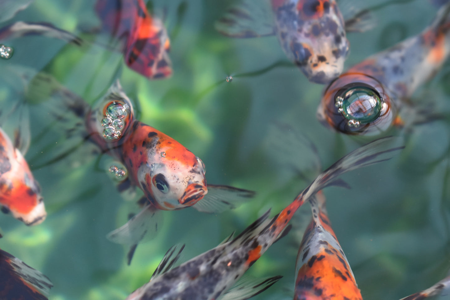 Shubunkin Goldfish 3-5"