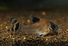 Flag Tail Oiapoque Cory-Tank Raised