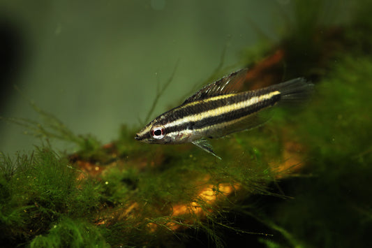 Licorice Gourami ‘Gelam’