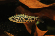 Strawberry Leporinus-1.5-2"