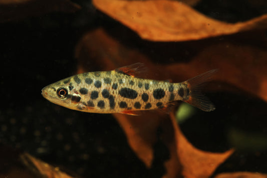 Strawberry Leporinus-XL
