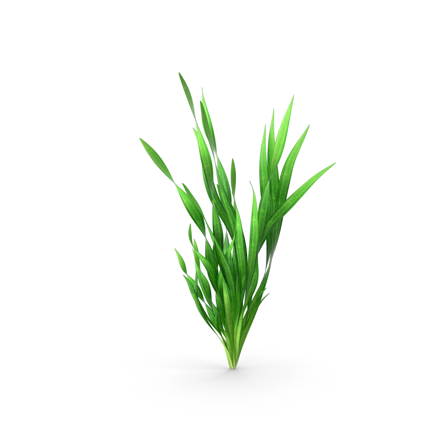 Small Corkscrew Vallisneria - Pot