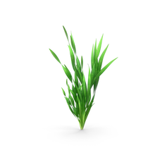 Small Corkscrew Vallisneria - Pot