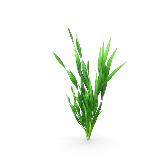 Small Corkscrew Vallisneria- Pot