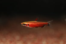 Really Red Pencilfish 'Rio Amaya'- WILD