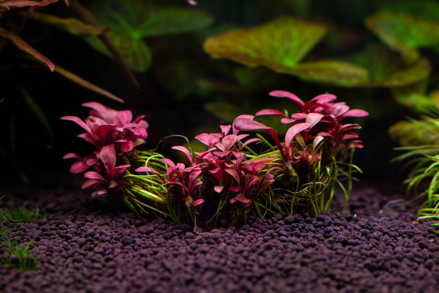 Red Samolus Bunch