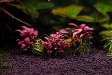 Red Samolus Bunch