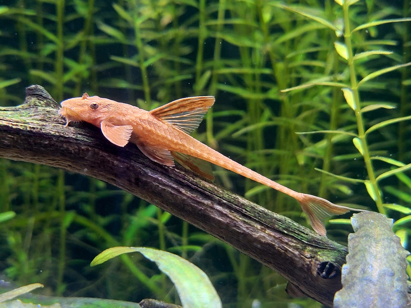 Red Lizard Catfish