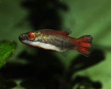 Red Eye Red Tailed Puffer