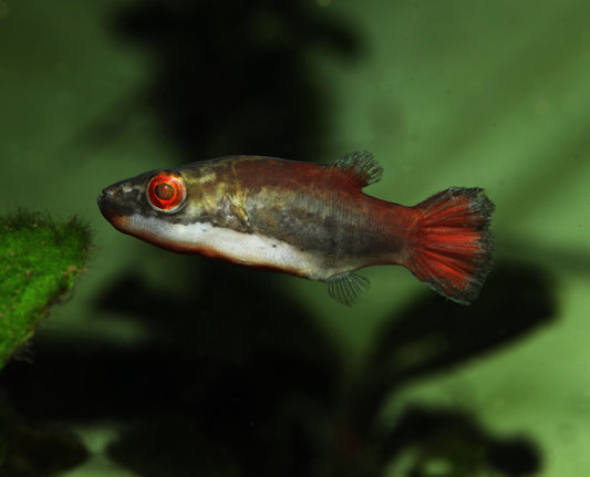Red Eye Red Tailed Puffer