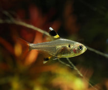 Pristella Tetra