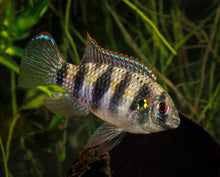 African Butterfly Cichlid-S