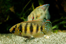 African Butterfly Cichlid-S