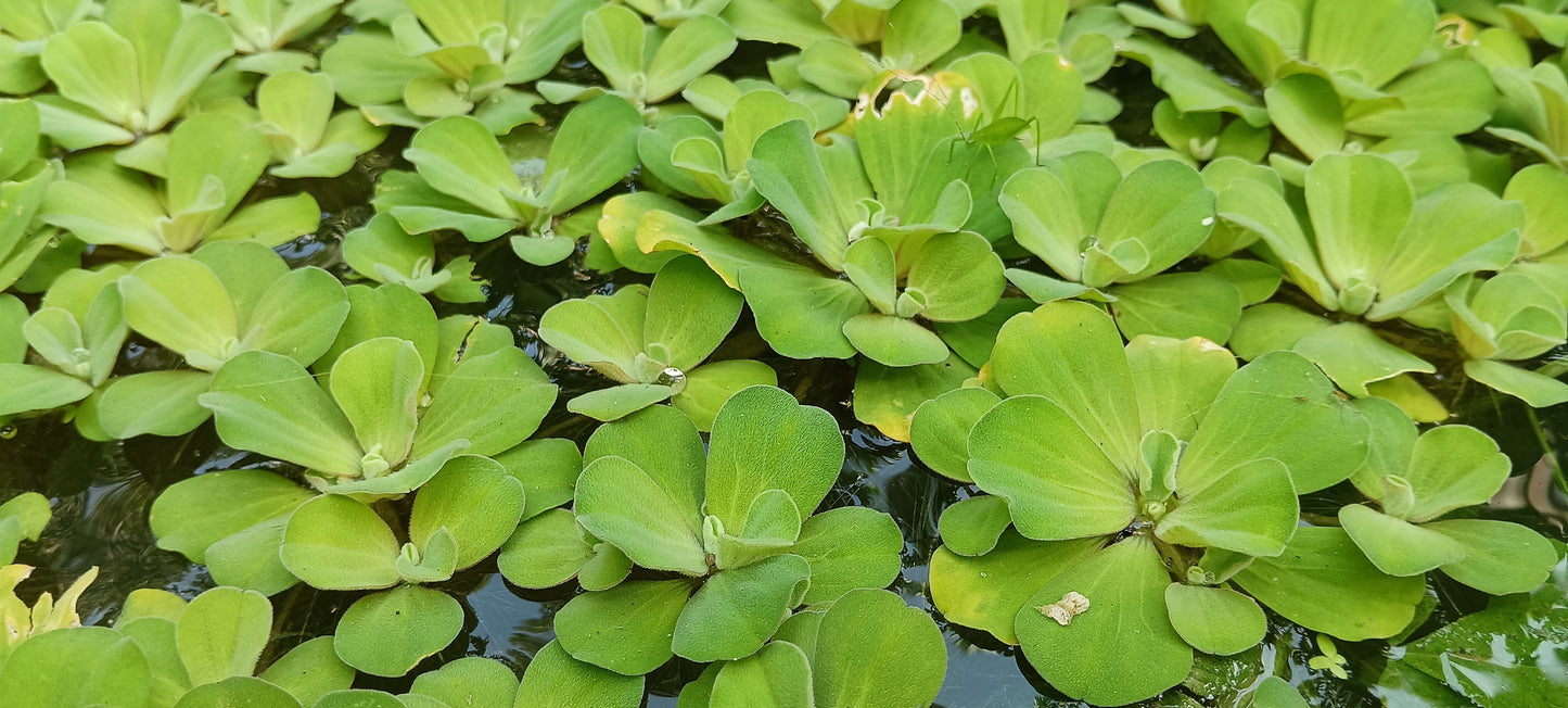 Water Lettuce