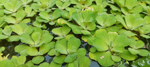 Water Lettuce