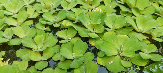 Water Lettuce