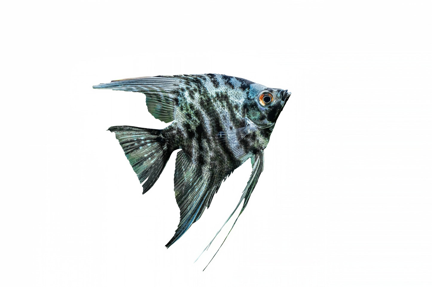 Blue Marble Angelfish-2.5-3"