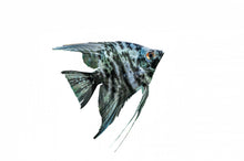 Blue Marble Angelfish-2.5-3"