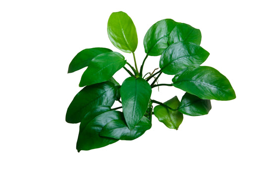 Anubias Nana 'Narrow Leaf'