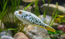 Spotted Congo Puffer-3-3.5"