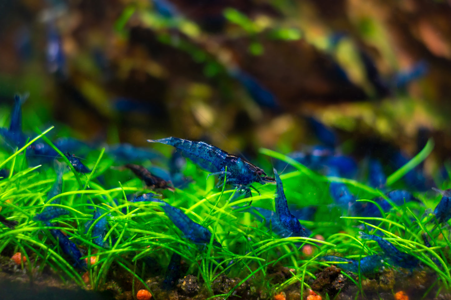 Neocaridina Shrimp Starter Pack