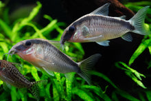 Skunk Cory
