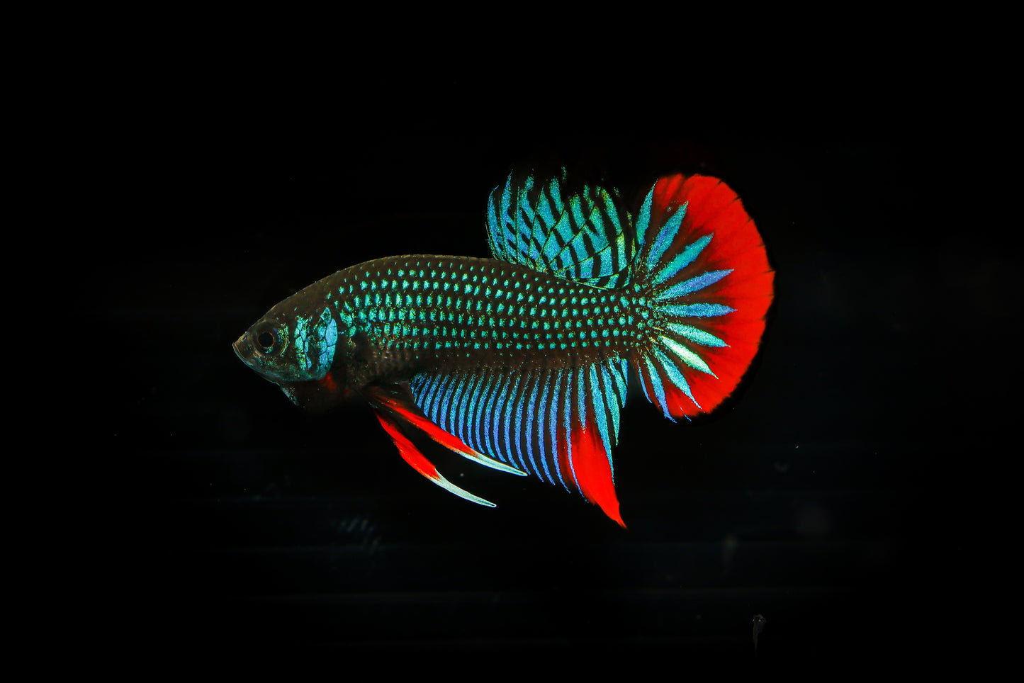 Betta Imbellis- Male