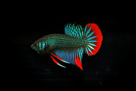 Betta Imbellis- Male