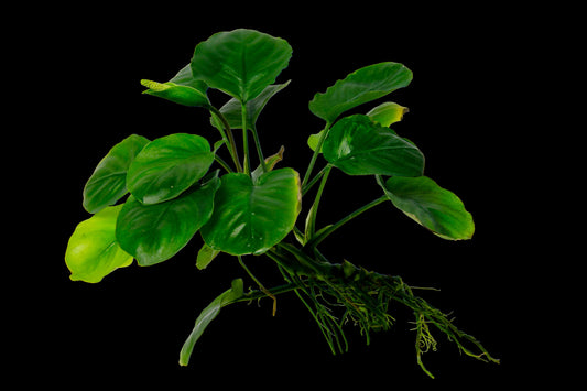 Anubias Barteri 'Round Leaf' Pot