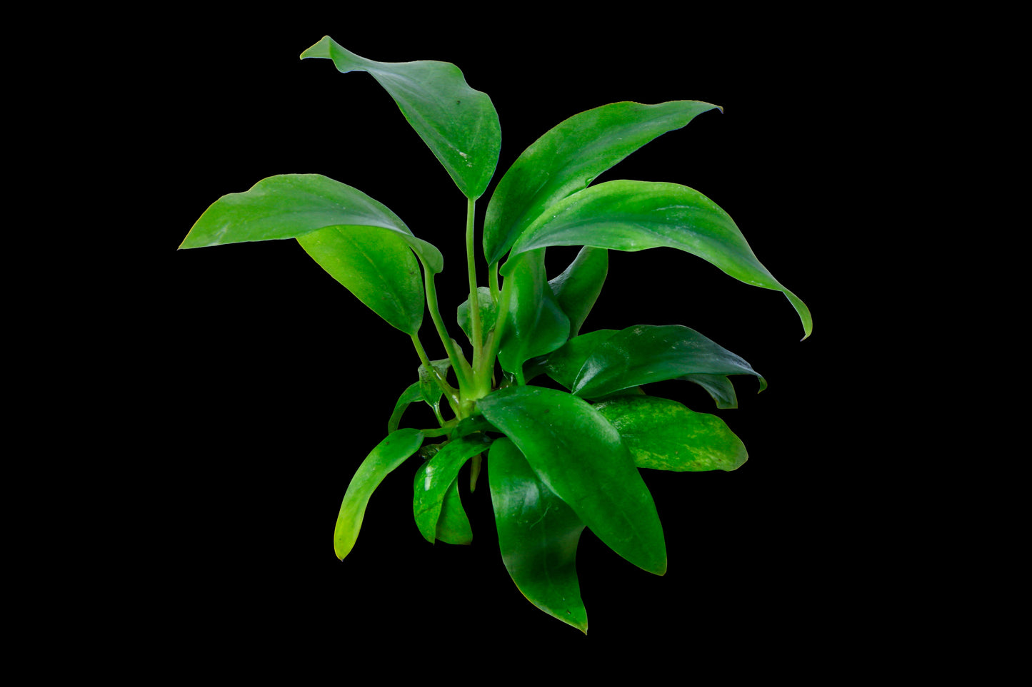 Anubias Minima