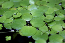 Amazon Frogbit Portion
