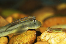 Red-Tailed Rock Goby-L