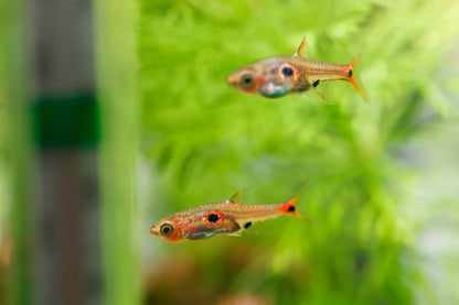 Dwarf Spotted Rasbora (B. maculatus)